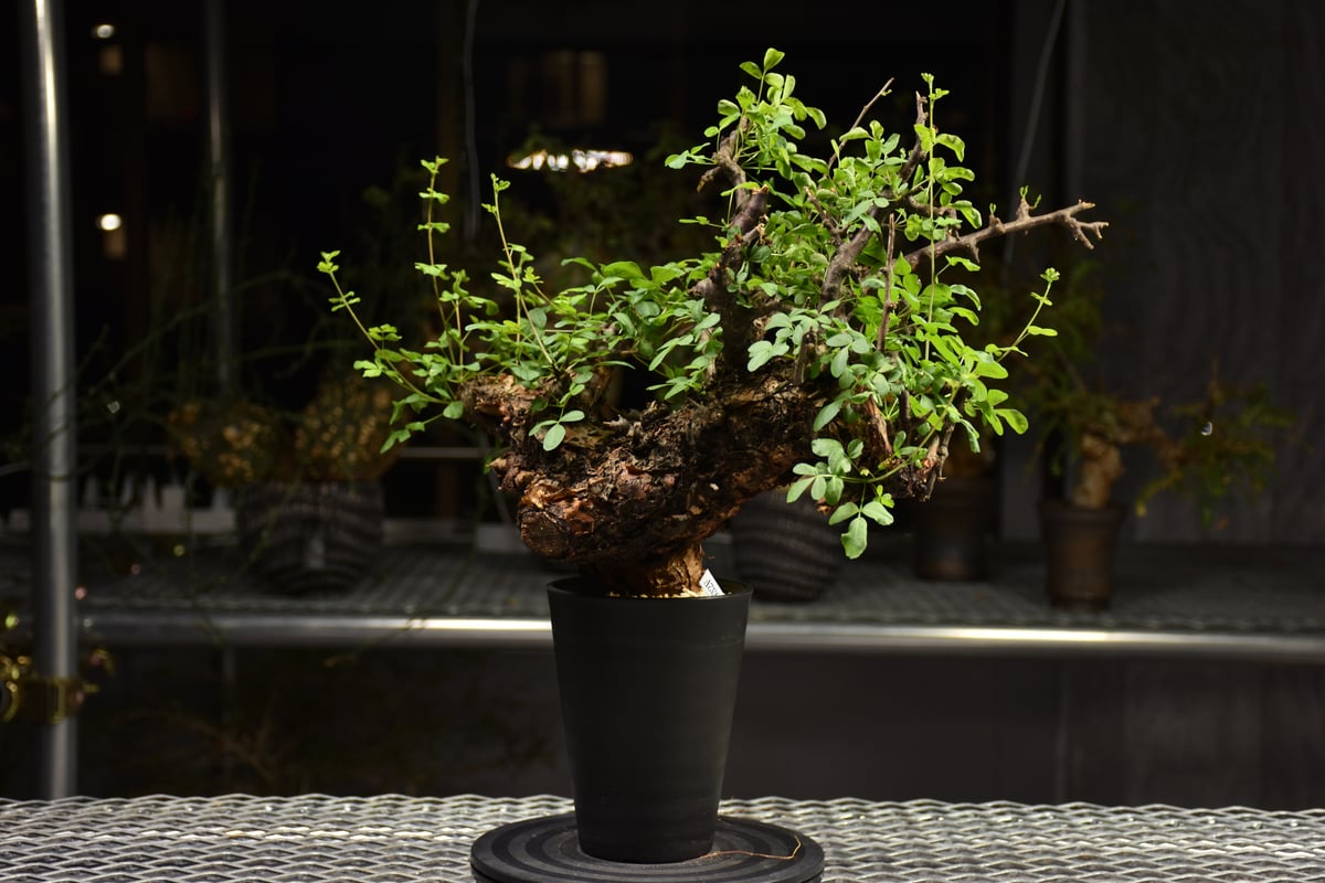 Commiphora Boranensis コミフォラ ボラネンシス 発根済現地株 F15 |