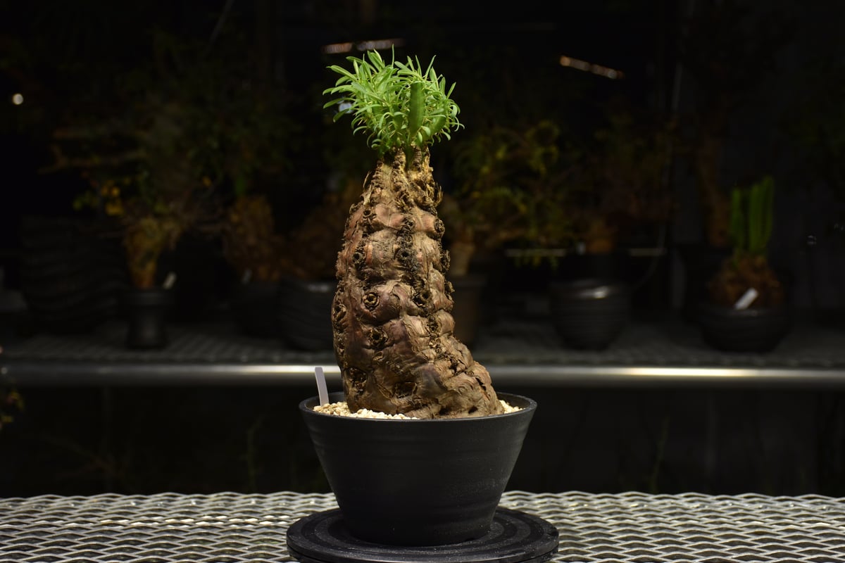 ユーフォルビア　ムランジーナ　現地球　Euphorbia mlanjeana 現品限り】ユーフォルビア・ムランジーナ 現地株 発根済み 長期管理