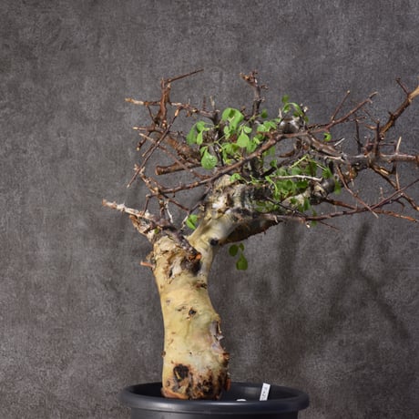 Commiphora kataf var.turkanensis コミフォラ カタフ ターカネンシス 発根済現地株 #4