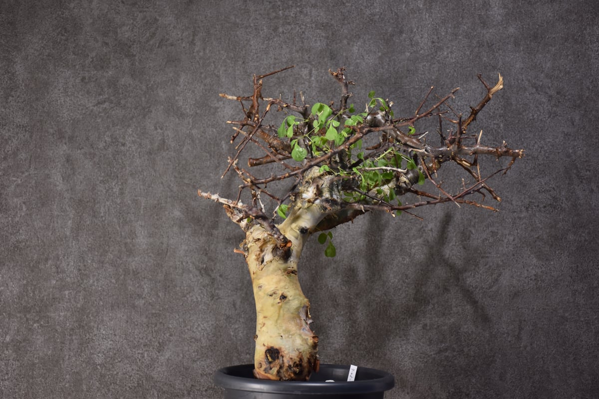 Commiphora kataf var.turkanensis コミフォラ カタフ ターカネ