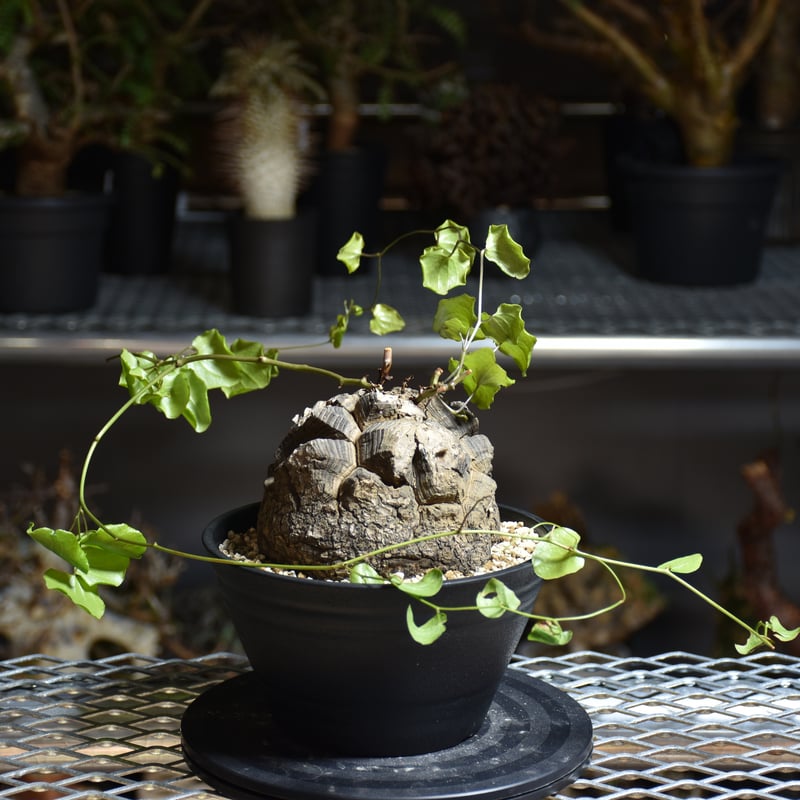 Dioscorea elephantipes ディオスコレア エレファンティペス アフリカ