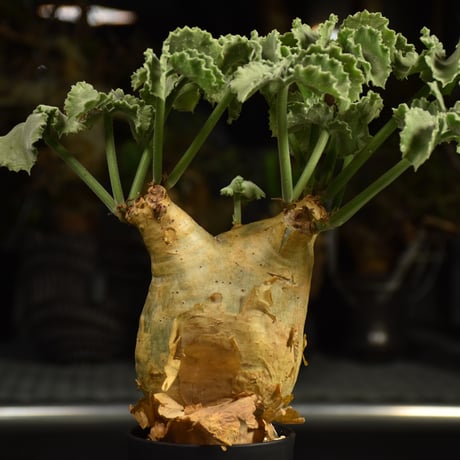 Cyphostemma uter var. macropus　キフォステンマ ウター マクロプス 発根済現地株 I58