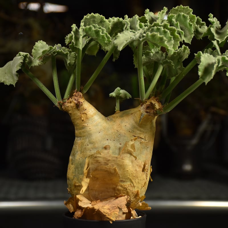 Cyphostemma uter var. macropus キフォステンマ ウター マクロプ