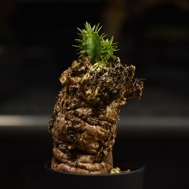 ユーフォルビア　ムランジーナ　現地球　Euphorbia mlanjeana Euphorbia mlanjeana ユーフォルビア ムランジーナ 発根済現地株 I39 |