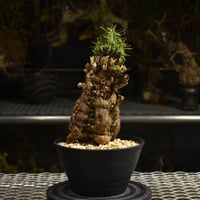 Euphorbia mlanjeana ユーフォルビア ムランジーナ 発根済現地株 I48 |
