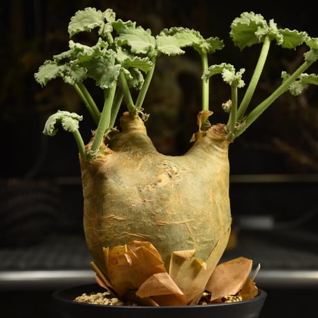 Cyphostemma uter var. macropus　キフォステンマ ウター マクロプス 発根済現地株 I22