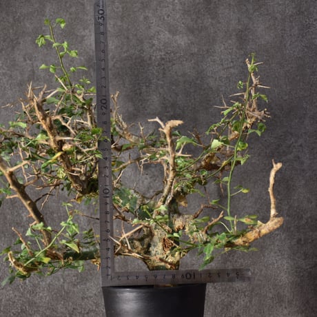 Commiphora campestris var. campestris コミフォラ カンペストリス 発根済現地株 #3