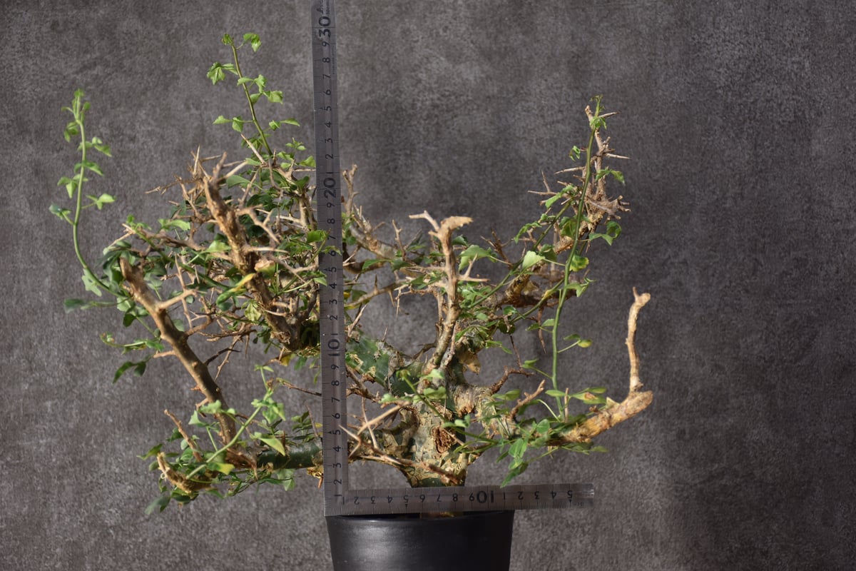 fit=scale-down,w=1200