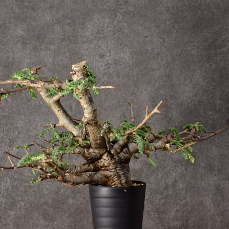 Boswellia neglecta　ボスウェリア ネグレクタ　発根済現地株　#11