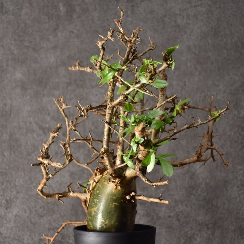 Commiphora habessinica コミフォラ ハベシニカ 発根済現地株 #1