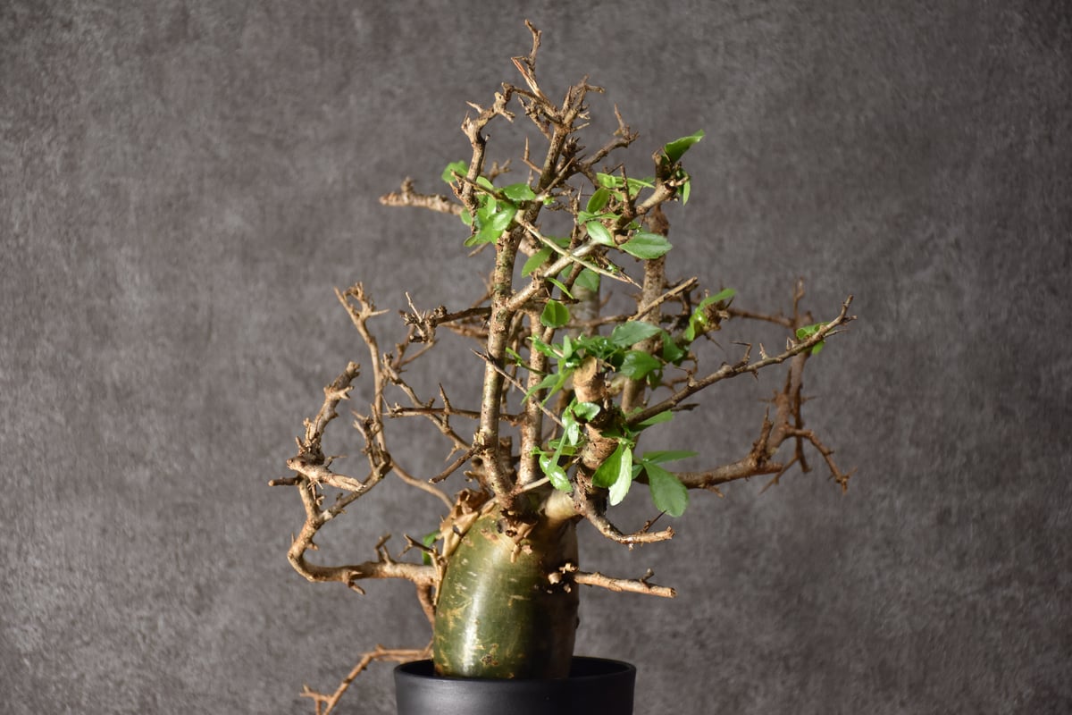 Commiphora habessinica コミフォラ ハベシニカ 発根済現地株 #1 |