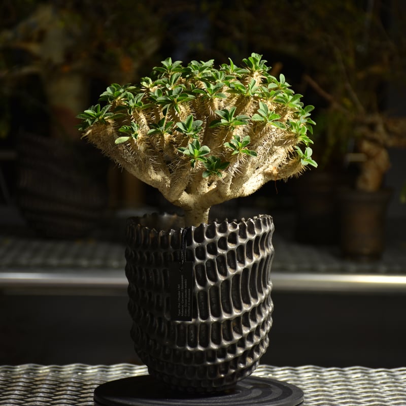 土*様 ギラウミニアナ現地株(発根済み) ユーフォルビア ギラウミニアナ 現地株 発根済み | GREEN LUCK