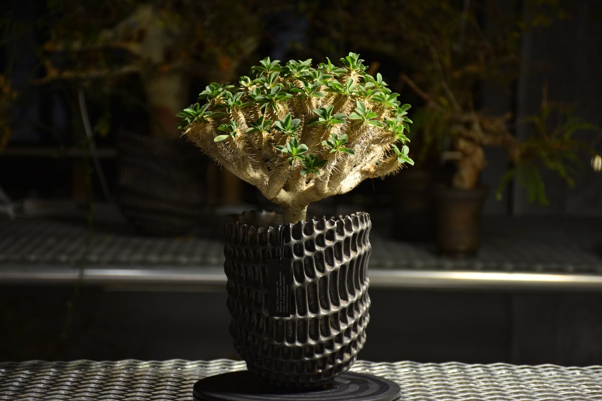 Euphorbia ユーフォルビア ギラウミニアナ 枝密集大株 現地球 発根済 Euphorbia Guirauminiana ユーフォルビア ギラウミニアナ 発根済現地株