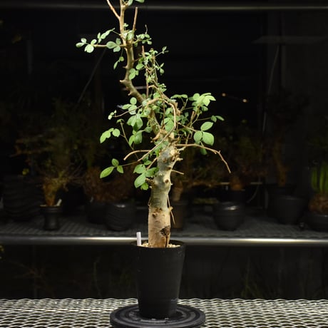Commiphora holtziana コミフォラ ホルトジアナ 発根済現地株 H12