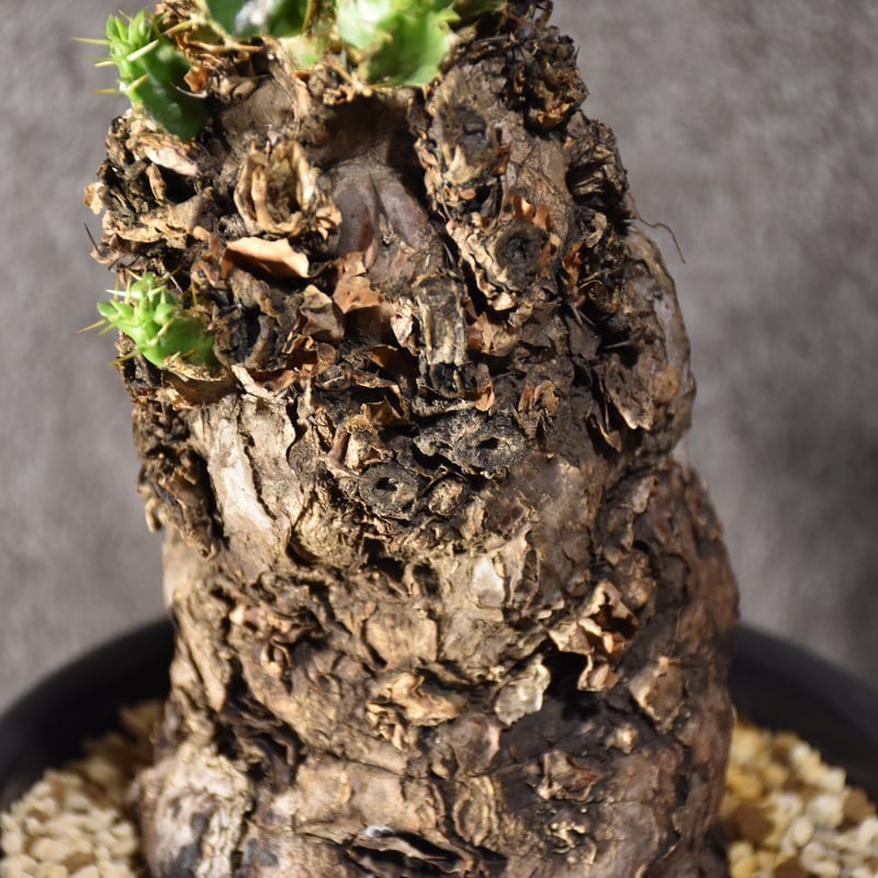 Euphorbia mlanjeana ユーフォルビア ムランジーナ 発根済現地株