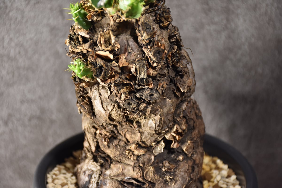 Euphorbia mlanjeana ユーフォルビア ムランジーナ 発根済現地株 Euphorbia mlanjeana ユーフォルビア ムランジーナ 発根済現地株
