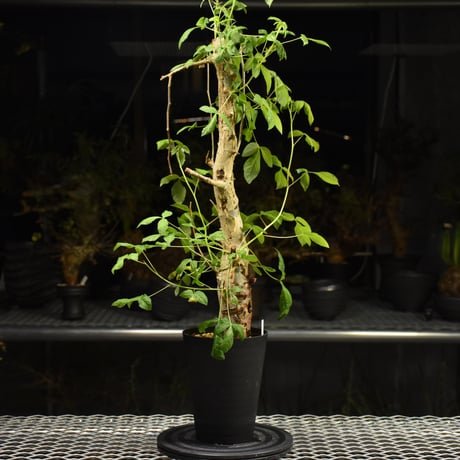 Commiphora holtziana コミフォラ ホルトジアナ 発根済現地株 H23