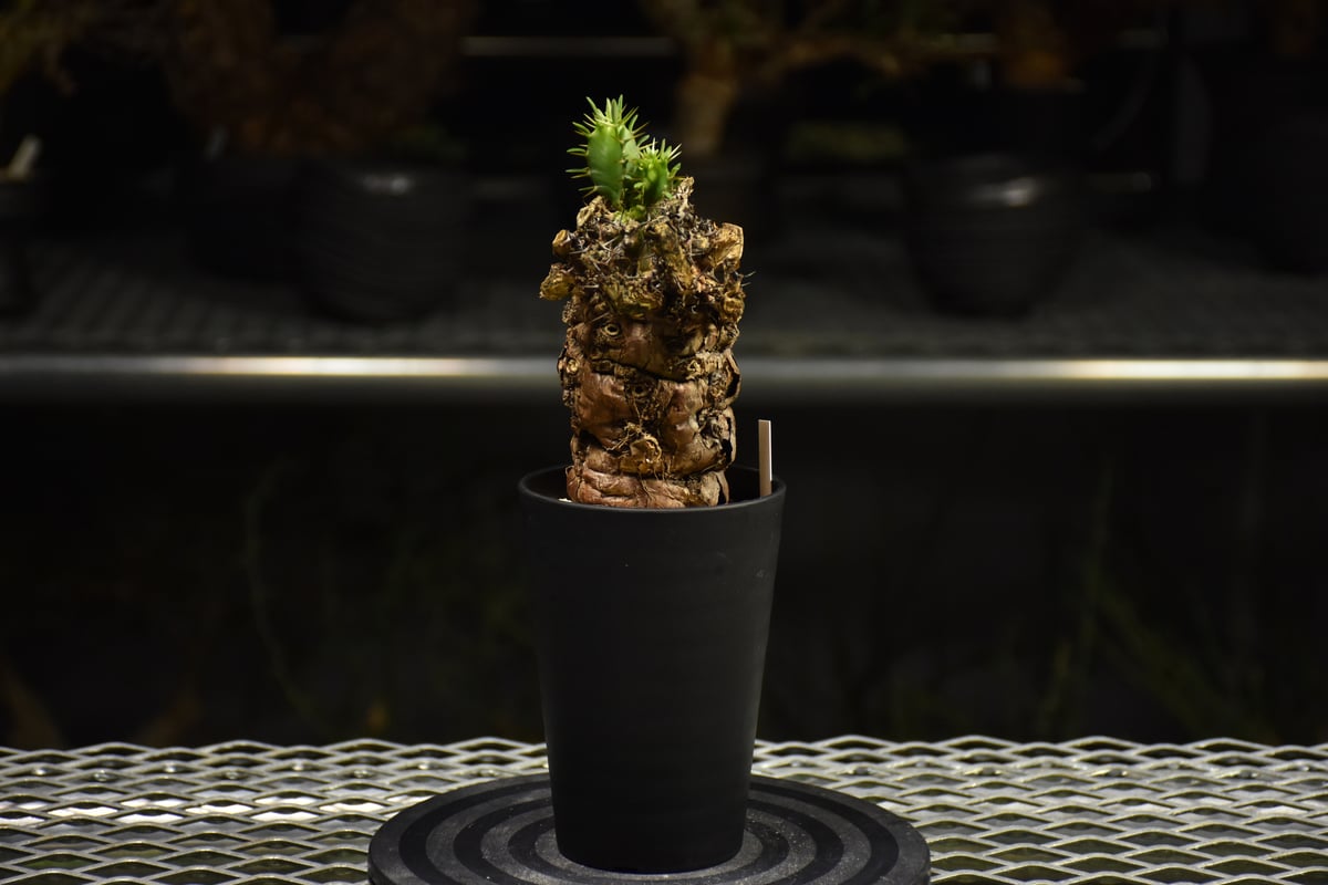 Euphorbia mlanjeana ユーフォルビア ムランジーナ 発根済現地株 I39 |