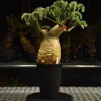 Cyphostemma uter var. macropus　キフォステンマ ウター マクロプス 発根済現地株 I56