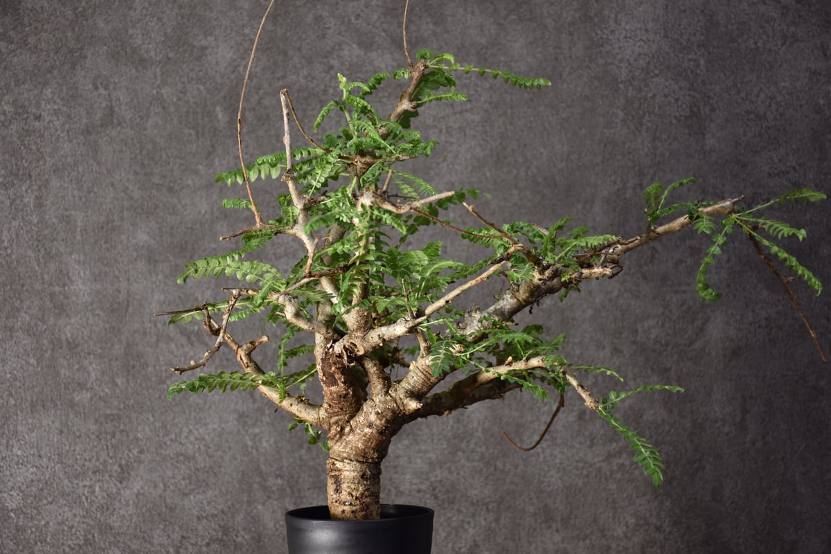 Boswellia neglecta ボスウェリア ネグレクタ 発根済現地株 #5 | BONDEX
