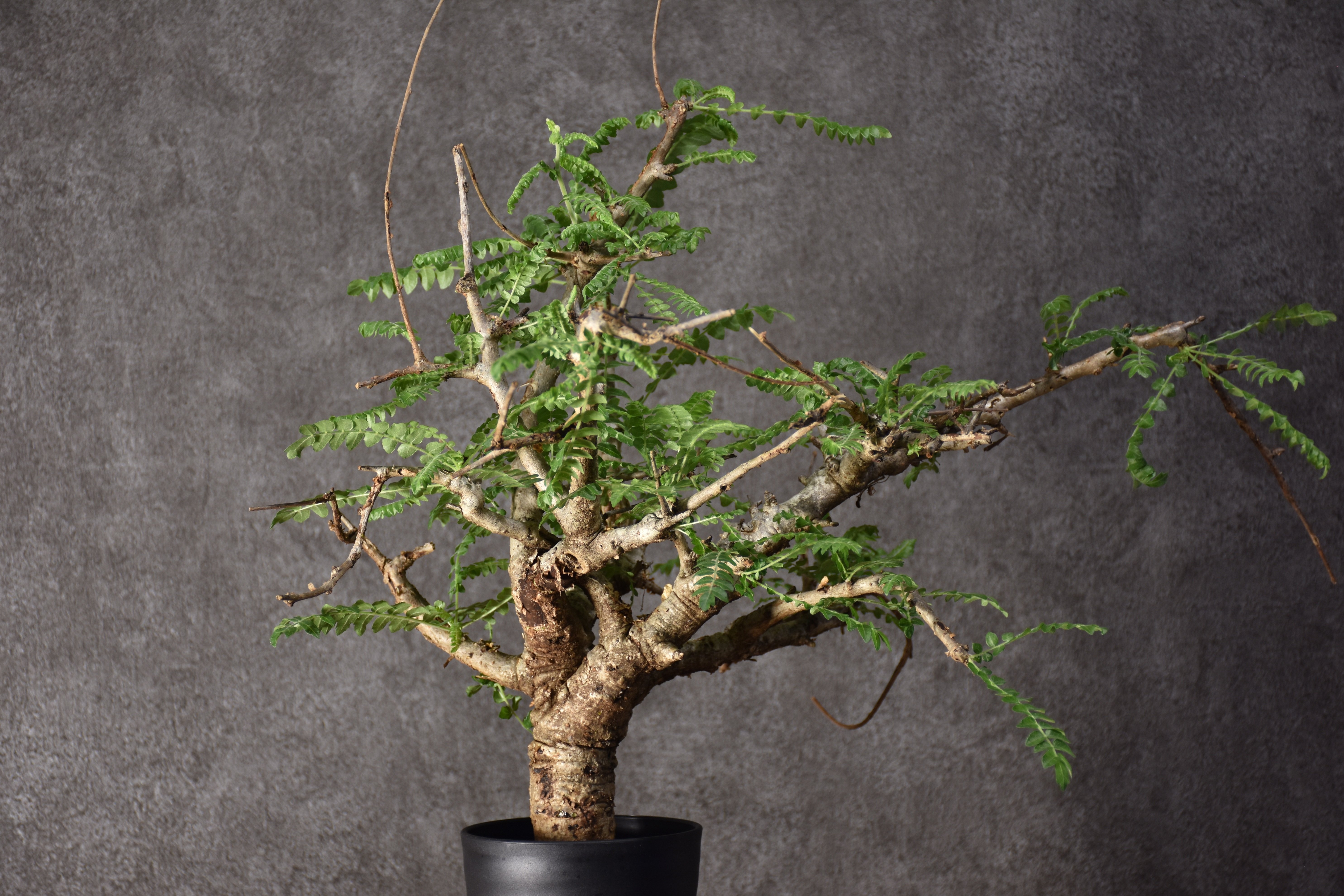 Boswellia neglecta ボスウェリア ネグレクタ 発根済現地株 #5 | BONDEX