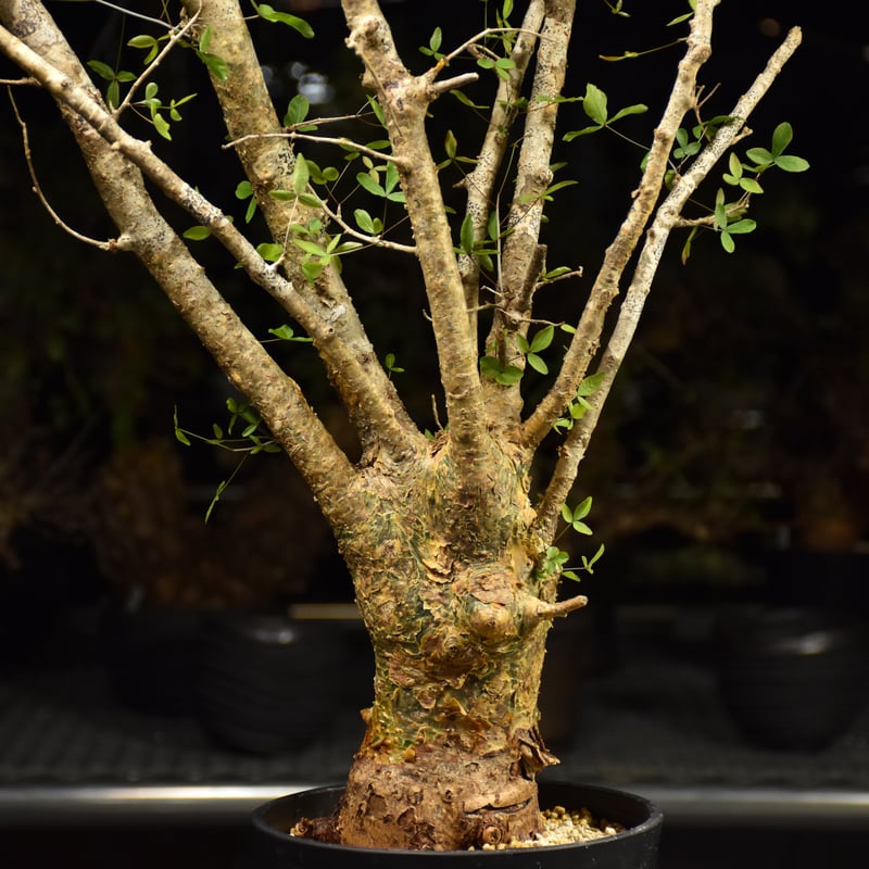Commiphora humbertii コミフォラ フンベルティ 発根済現地株 I7 送料着