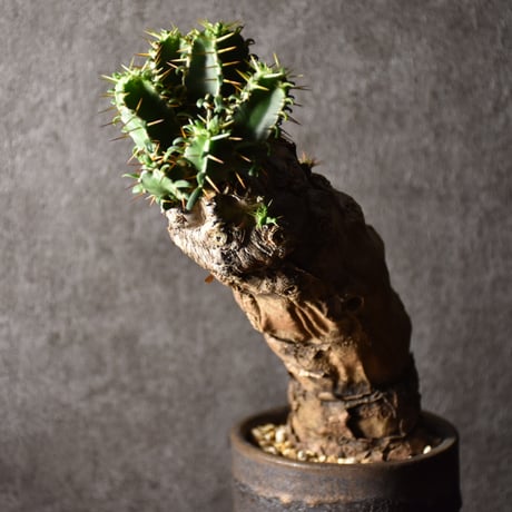 Euphorbia mlanjeana　ユーフォルビア ムランジーナ 発根済現地株 #1