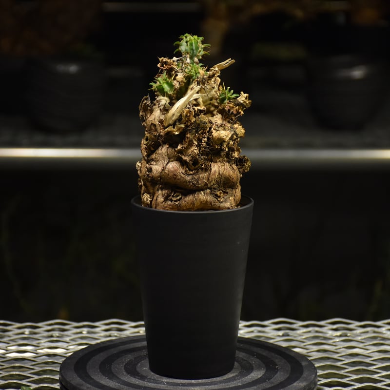 Euphorbia mlanjeana ユーフォルビア ムランジーナ 発根済現地株 I36 |