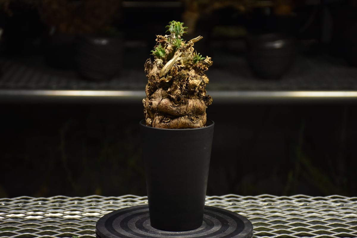 Euphorbia mlanjeana ユーフォルビア ムランジーナ 発根済現地株