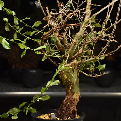 Commiphora habessinica コミフォラ ハベシニカ 発根済現地株 H9