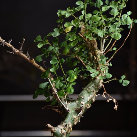 Commiphora campestris var. campestris コミフォラ カンペストリス 発根済現地株 B2