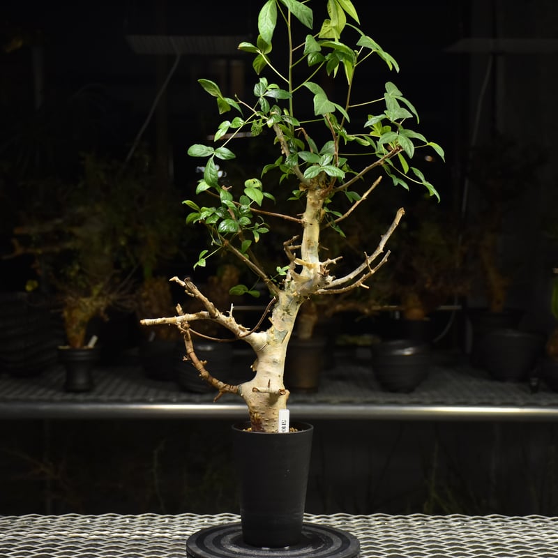 コミフォラ ホルトジアナ Commiphora holtziana コミフォラ ホルトジアナ 発根済現地株
