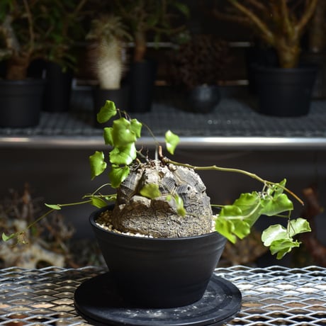 Dioscorea elephantipes ディオスコレア エレファンティペス アフリカ亀甲竜 発根済現地株 4