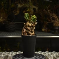Euphorbia mlanjeana ユーフォルビア ムランジーナ 発根済現地株 I33 |