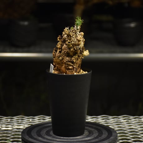 Euphorbia mlanjeana　ユーフォルビア ムランジーナ 発根済現地株 I32