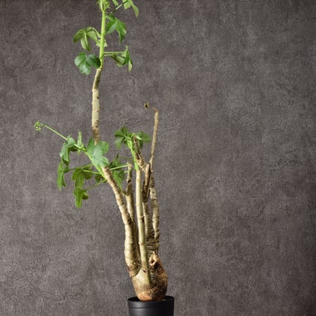 Jatropha spicata ヤトロファ スピカータ 発根済現地株 #2