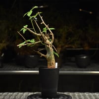 Adenium Somalense アデニウム ソマレンセ 発根済現地株 #5 | BONDEX