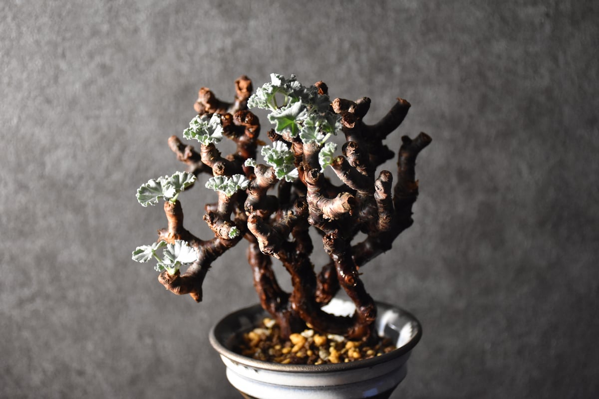 Pelargonium mirabile ペラルゴニウム ミラビレ 発根済現地株 #1 | B