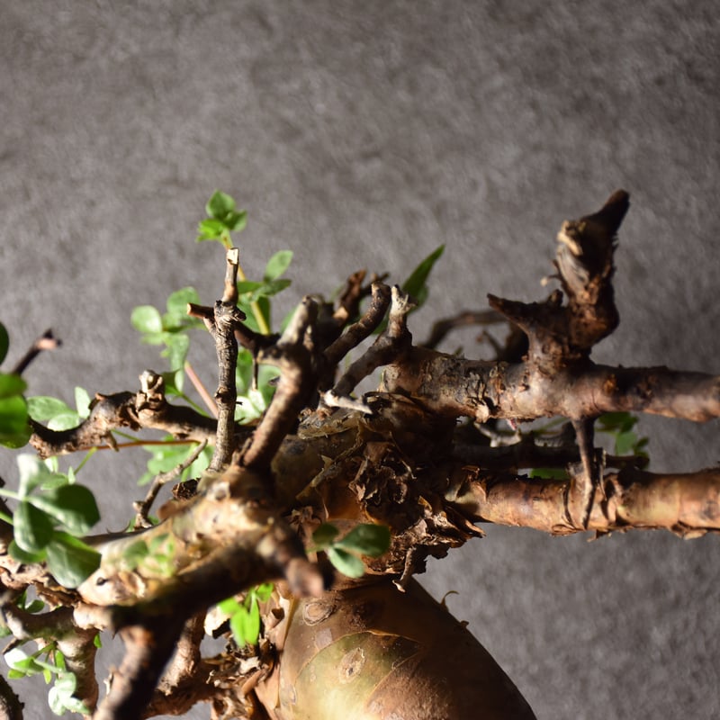 Commiphora kataf pure コミフォラ ピュアカタフ 発根済現地株 3