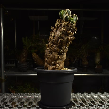 Euphorbia mlanjeana　ユーフォルビア ムランジーナ 発根済現地株 I84