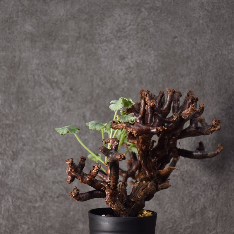 Pelargonium mirabile ペラルゴニウム ミラビレ 発根済現地株 #2 | B