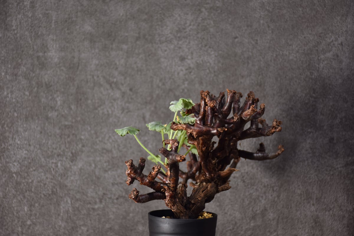 Pelargonium mirabile ペラルゴニウム ミラビレ 発根済現地株 #2