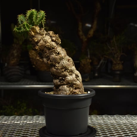 Euphorbia mlanjeana　ユーフォルビア ムランジーナ 発根済現地株 I82