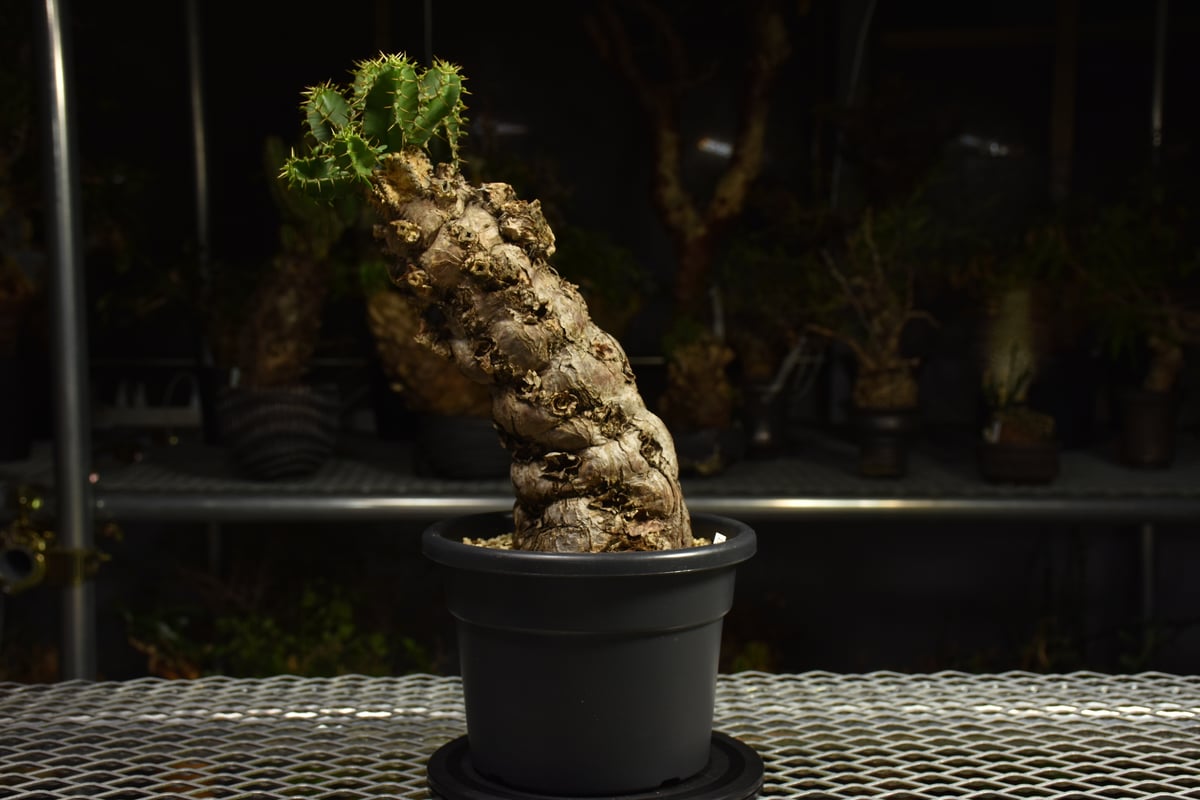 Euphorbia mlanjeana ユーフォルビア ムランジーナ 発根済現地株 I82 |
