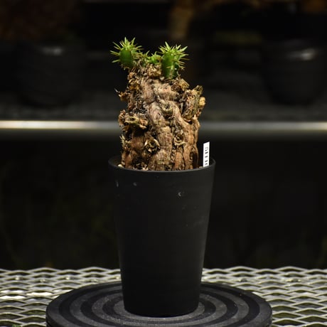 Euphorbia mlanjeana　ユーフォルビア ムランジーナ 発根済現地株 I34