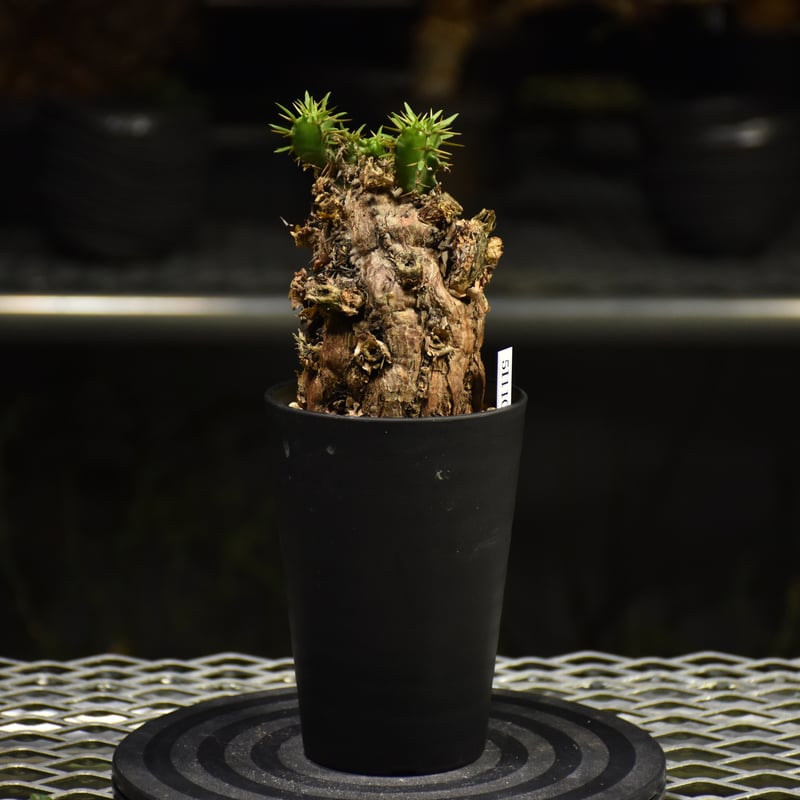 Euphorbia mlanjeana ユーフォルビア ムランジーナ 発根済現地株 I34 |