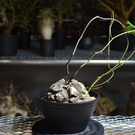 Dioscorea elephantipes ディオスコレア エレファンティペス アフリカ亀甲竜 発根済現地株 1