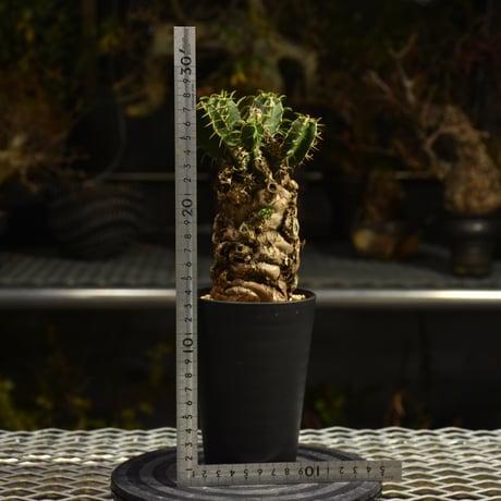 Euphorbia mlanjeana　ユーフォルビア ムランジーナ 発根済現地株 I41