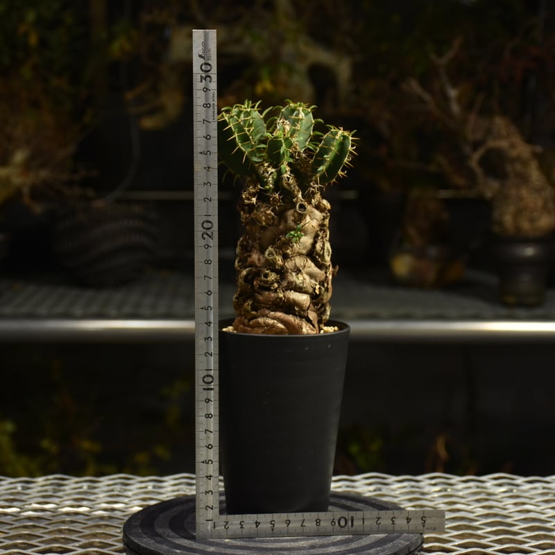 Euphorbia mlanjeana ユーフォルビア ムランジーナ 発根済現地株 I41 |