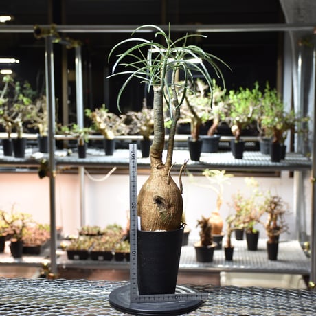Adenium Somalense アデニウム ソマレンセ 発根済現地株 #5
